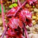 Chinese Hibiscus sabdariffa Roselle Herbal Bonsai, Professional Pack, 20seeds