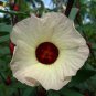 Chinese Hibiscus sabdariffa Roselle Herbal Bonsai, Professional Pack, 20seeds