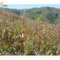 Chinese Hibiscus sabdariffa Roselle Herbal Bonsai, Professional Pack, 20seeds