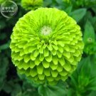 Zinnia Dahlia Giant Lime Queen Zinnia Elegans, Professional Pack, 50 Seeds