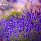English Lavender Hidcote Lavandula angustifolia, 100 Seeds