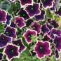 Petunia Hanging Rare Seeds, 200 Seeds