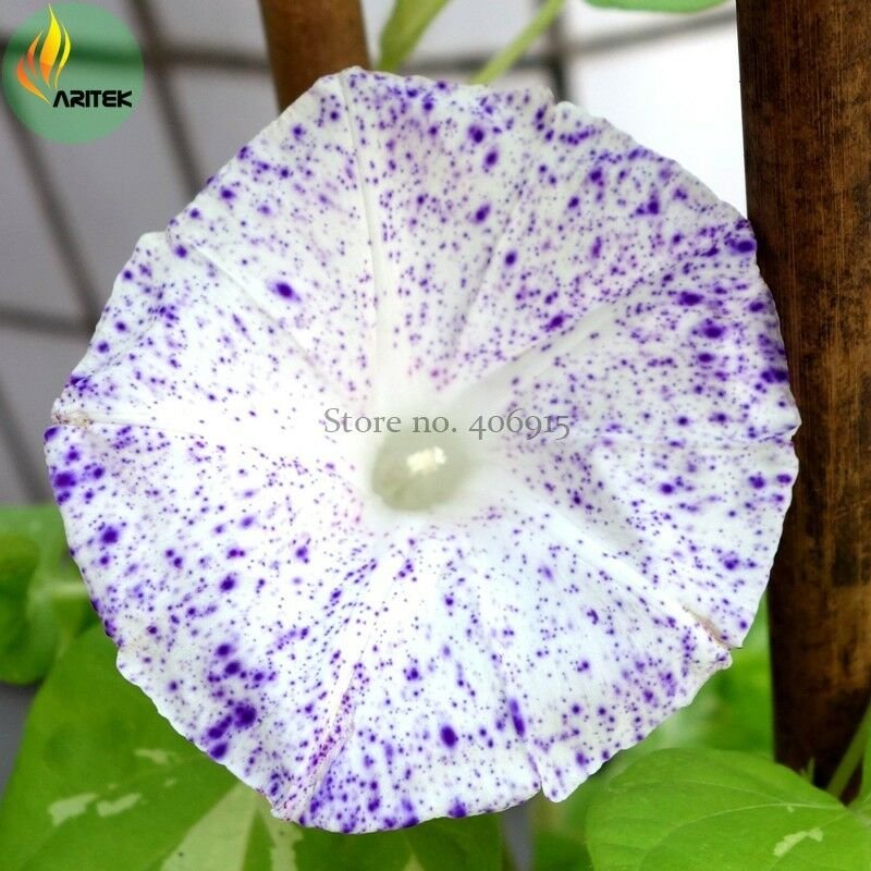Imported White Morning Glory with Purple Spot Flowers, 10 Seeds