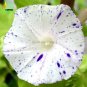 Imported White Morning Glory with Purple Spot Flowers, 10 Seeds