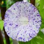 Imported White Morning Glory with Purple Spot Flowers, 10 Seeds