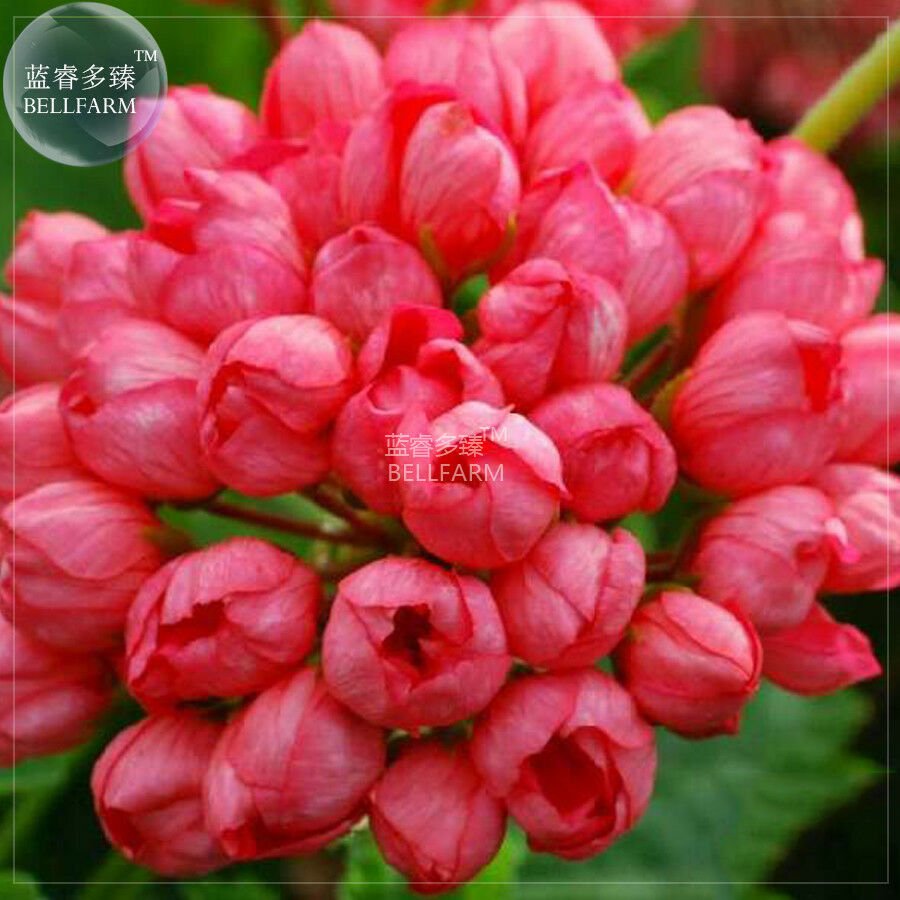 Geranium 'Tulip Orangish Red Bud' Perennial Bonsai Flowers, 10 seeds