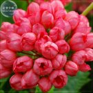 Geranium 'Tulip Orangish Red Bud' Perennial Bonsai Flowers, 10 seeds
