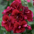 Geranium 'Grandeur Velvet' Dark Red Double Trailing Flowers 10 seeds