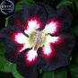 Rare Dark Flowing Adenium Desert rose, Professional Pack, 2 Seeds