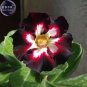 Rare Dark Flowing Adenium Desert rose, Professional Pack, 2 Seeds