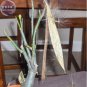 Rare Dark Flowing Adenium Desert rose, Professional Pack, 2 Seeds