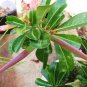 Rare Dark Flowing Adenium Desert rose, Professional Pack, 2 Seeds