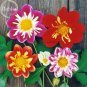 Mixed Colorful Dwarf Dahlia Perennial Bonsai Flowers, 50 seeds, strong fragrant
