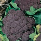 Italian Black Cauliflower Di Sicilia Violetto Vegetables, 100 seeds