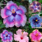 Rare Mix Colors Giant Hibiscus Seeds Potted Plant Perennial Flowers, 20 Seeds