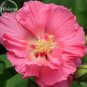 Rare Mix Colors Giant Hibiscus Seeds Potted Plant Perennial Flowers, 20 Seeds