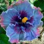 Rare Mix Colors Giant Hibiscus Seeds Potted Plant Perennial Flowers, 20 Seeds