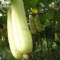 Heirloom White Jade Luffa Organic Vegetables, 8 seeds, rare snake gourd loofah