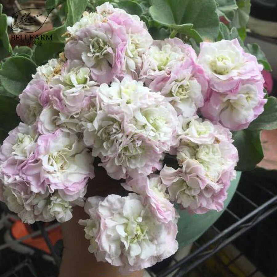 Geranium Light Purple White Light Green Big Blooms Perennial Flowers 10 Seeds