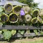 Mongolian Giant Sunflower Seeds, 20 Seeds