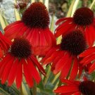 Rare Echinacea 'Firebird' Dark Red Coneflower, 100 Seeds