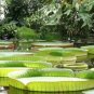 Victoria Amazonica Giant Waterlily Seed, Professional Pack, 5 Seeds / Pack