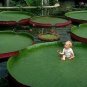 Victoria Amazonica Giant Waterlily Seed, Professional Pack, 5 Seeds / Pack