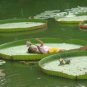 Victoria Amazonica Giant Waterlily Seed, Professional Pack, 5 Seeds / Pack
