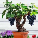 Heirloom Xinjiang Sweet Black Grape F1 Seeds, Professional Pack, 15 Seeds