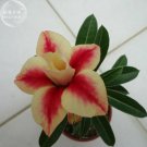 'Peach Crispy Noodles' Adenium Desert Rose, 2 Seeds, big blooms dark red golden