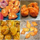 Orange Yellow Habanero Pepper Capsicum Seeds, 28 Seeds, hot chilli ornamental