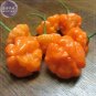 Orange Yellow Habanero Pepper Capsicum Seeds, 28 Seeds, hot chilli ornamental