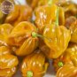 Orange Yellow Habanero Pepper Capsicum Seeds, 28 Seeds, hot chilli ornamental