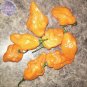 Orange Yellow Habanero Pepper Capsicum Seeds, 28 Seeds, hot chilli ornamental