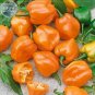 Orange Yellow Habanero Pepper Capsicum Seeds, 28 Seeds, hot chilli ornamental