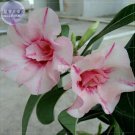Adenium Whitish Pink Petals with Purple Stripe & Centre Flower Seeds, 2 seeds