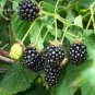 100% Natural DarK Black Mulberry, 50 Seeds