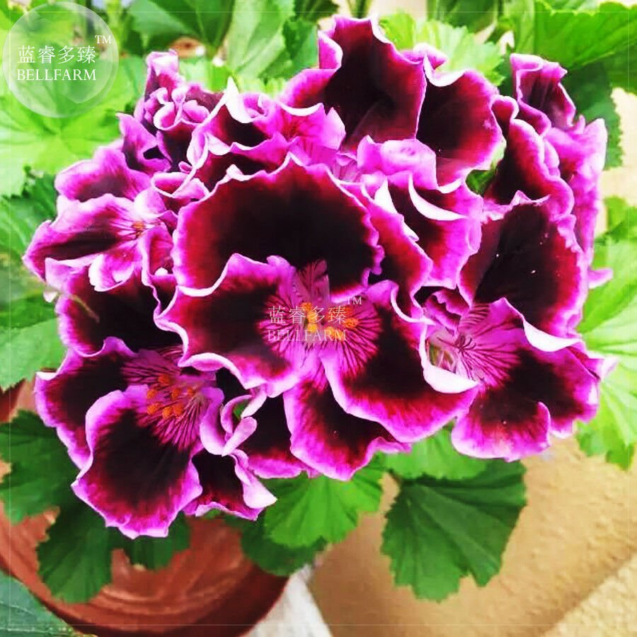 Geranium Waved Purple Black Big Blooms Bonsai Flowers, 20pcs 'Seeds'