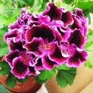 Geranium Waved Purple Black Big Blooms Bonsai Flowers, 20pcs 'Seeds'