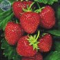 Temptation Strawberry Seeds, 100 Seeds, Professional Pack, red fruits
