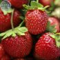Temptation Strawberry Seeds, 100 Seeds, Professional Pack, red fruits