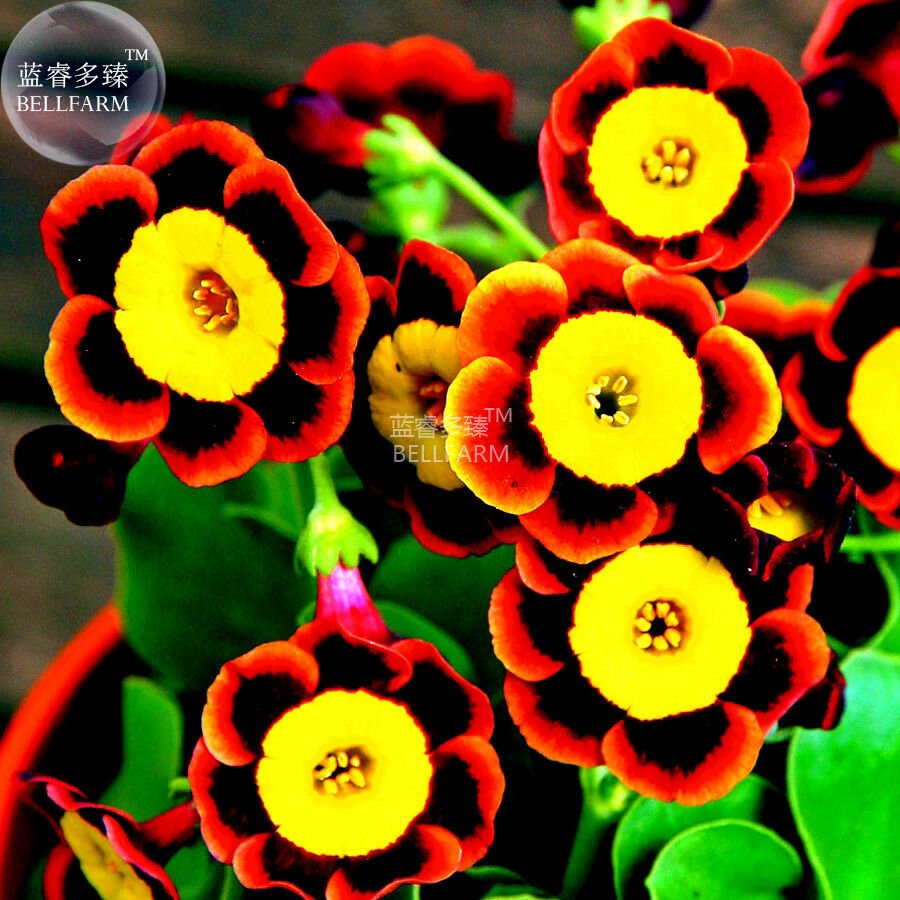 Tri-color Rare Petunia Annual Flower Seeds, Professional Pack, 100 Seeds