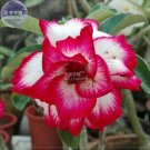 Adenium White Petals Rose Red Edge Flower Seeds, 2 seeds, professional pack