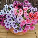 100 pcs garden petunia seeds rainbow color very rare bonsai hanging petunia
