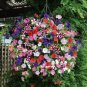 100 pcs garden petunia seeds rainbow color very rare bonsai hanging petunia