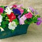 100 pcs garden petunia seeds rainbow color very rare bonsai hanging petunia
