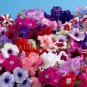 100 pcs garden petunia seeds rainbow color very rare bonsai hanging petunia