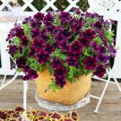Garden Bonsai Flame Petunia Dark Red Flowers, 200 seeds