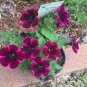 Garden Bonsai Flame Petunia Dark Red Flowers, 200 seeds