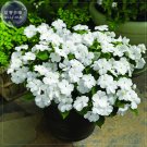 White Impatiens walleriana Bonsai Flowers 40 seeds single petals